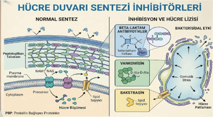 Antibiyotik direncine yönelik bilgi ve tutumlar ölçeğinin Türkçe geçerlilik ve güvenirlik çalışması — Şekil 6
