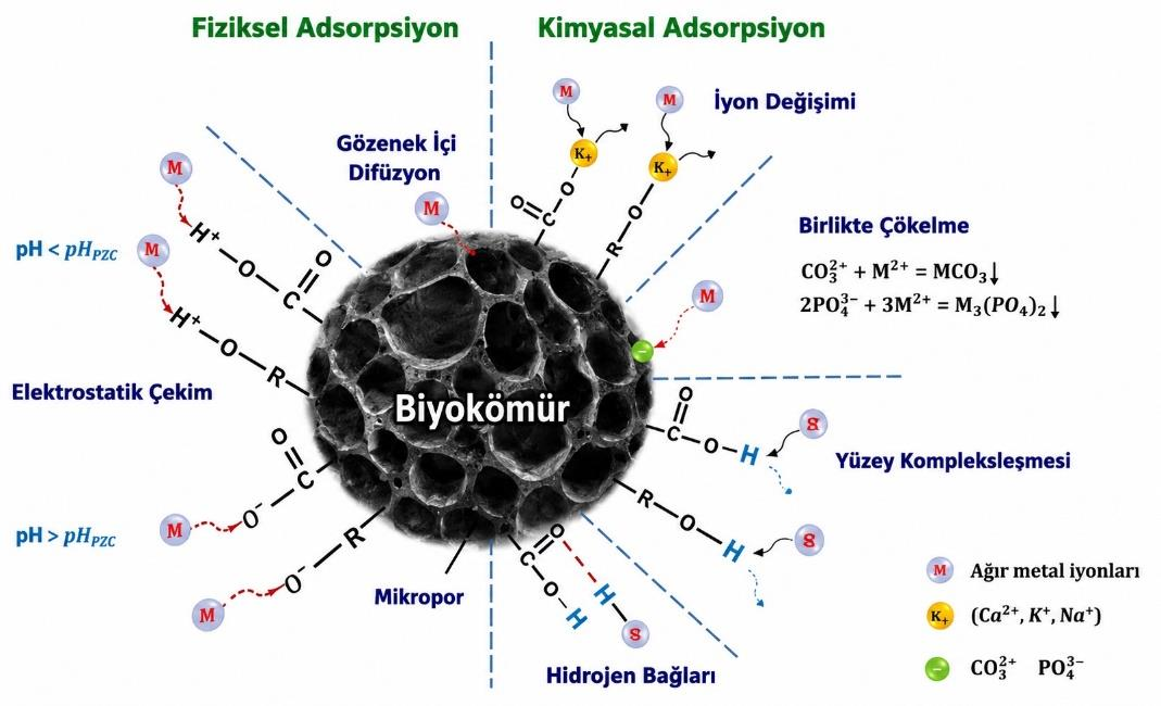 DEMLENMİŞ ÇAY ATIĞI VE FINDIK KABUĞUNDAN BİYOKÖMÜR ÜRETİMİ, KARAKTERİZASYONU VE BAZI AĞIR METALLERİN ZENGİNLEŞTİRİLMESİNDE KULLANIMI — Şekil 6