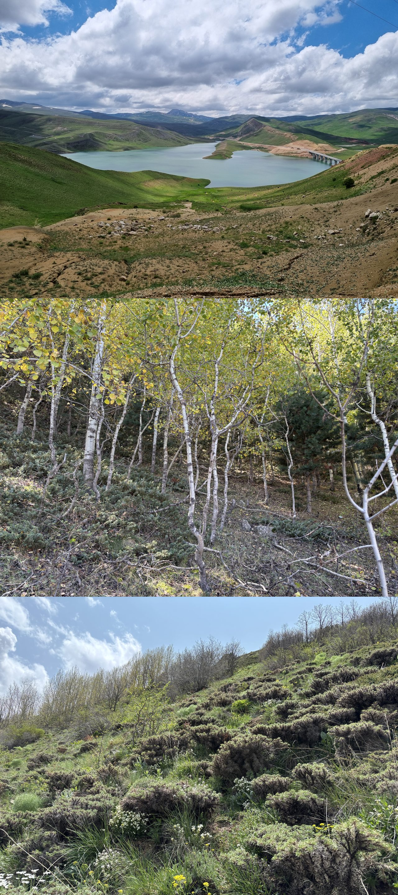 Esence Dağı (Erzincan) ile Kop Dağını (Bayburt) Kapsayan Alanın Kadife Akar (Acari: Trombidioidea, Erythraeoidea) Faunası ve Konak – Parazit İlişkisi — Şekil 1