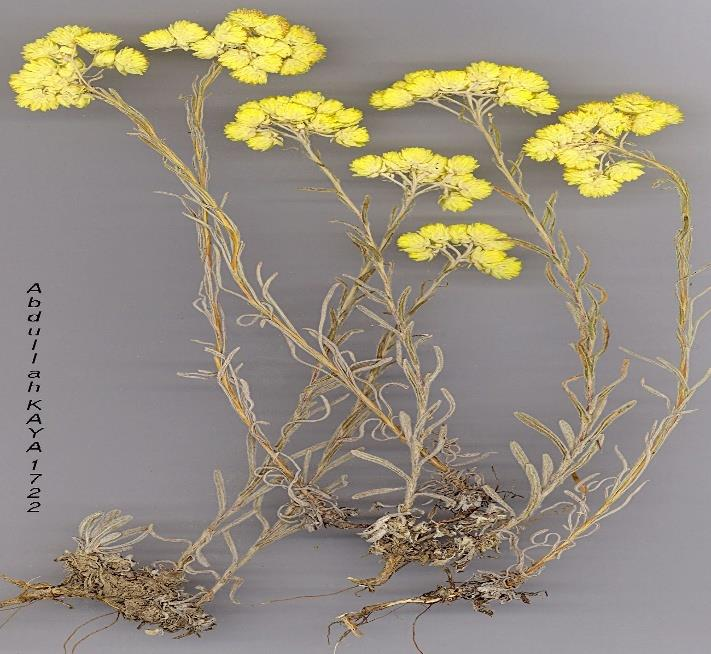 Helichrysum arenarium subsp. erzincanicum BİTKİSİNİN FİTOKİMYASAL İÇERİĞİNİN BELİRLENMESİ VE BİYOLOJİK AKTİVİTELERİNİN ARAŞTIRILMASI — Şekil 2