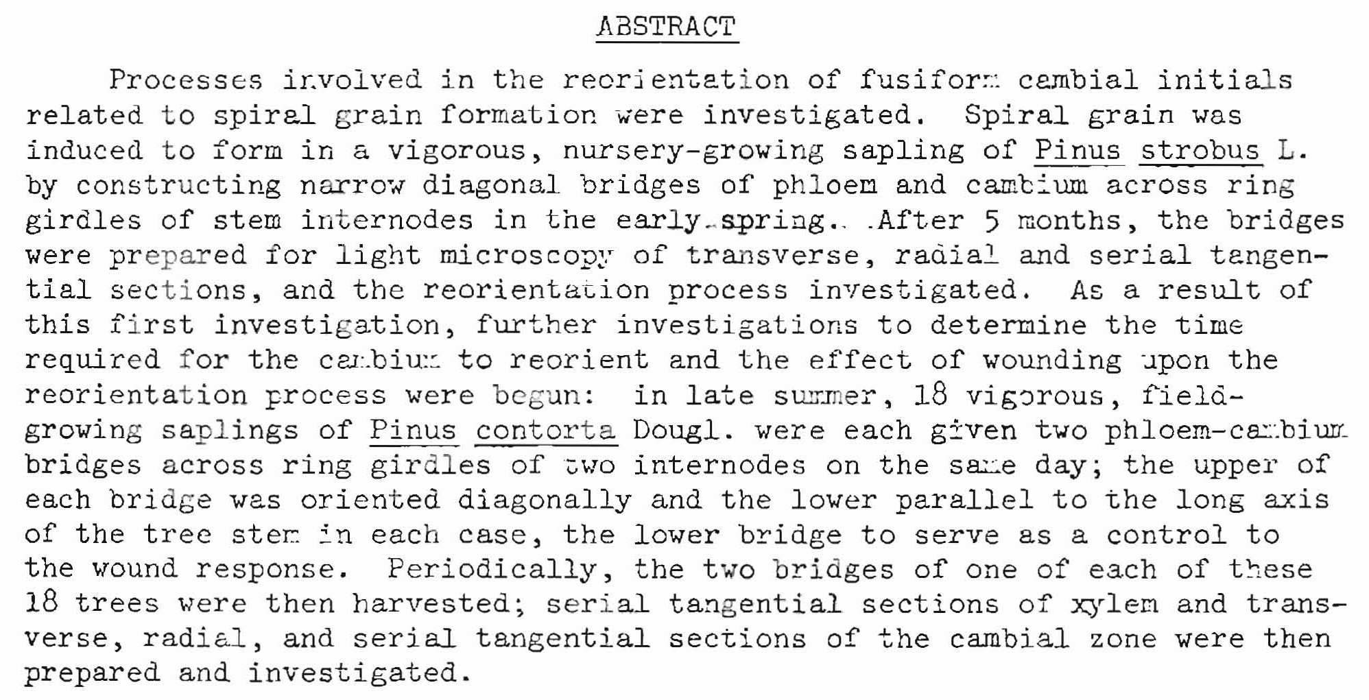 Spiral grain formation by induced reorientation of the conifer cambium — Şekil 5