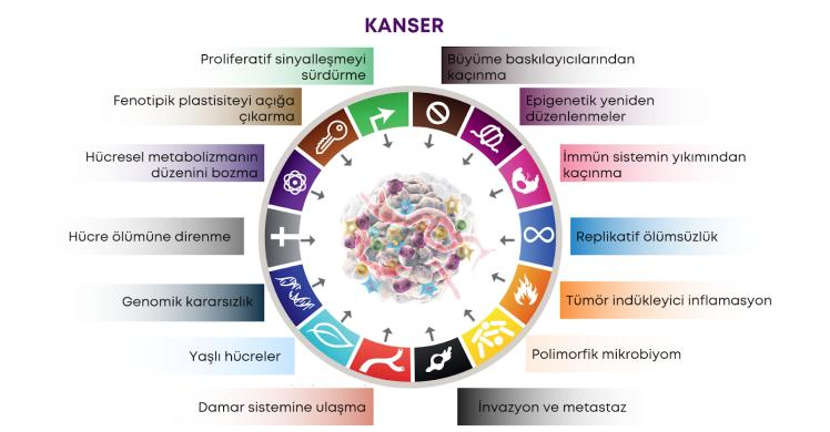 TİMOL YÜKLÜ KİTOSAN/TiO2 NANOKOMPOZİTLERİNİN A549 AKCİĞER KANSERİ HÜCRE HATTINDAKİ ANTİPROLİFERATİF ETKİLERİNİN DEĞERLENDİRİLMESİ — Figure 2